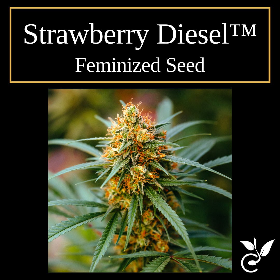 Strawberry Diesel™ – Feminized CBD Seeds