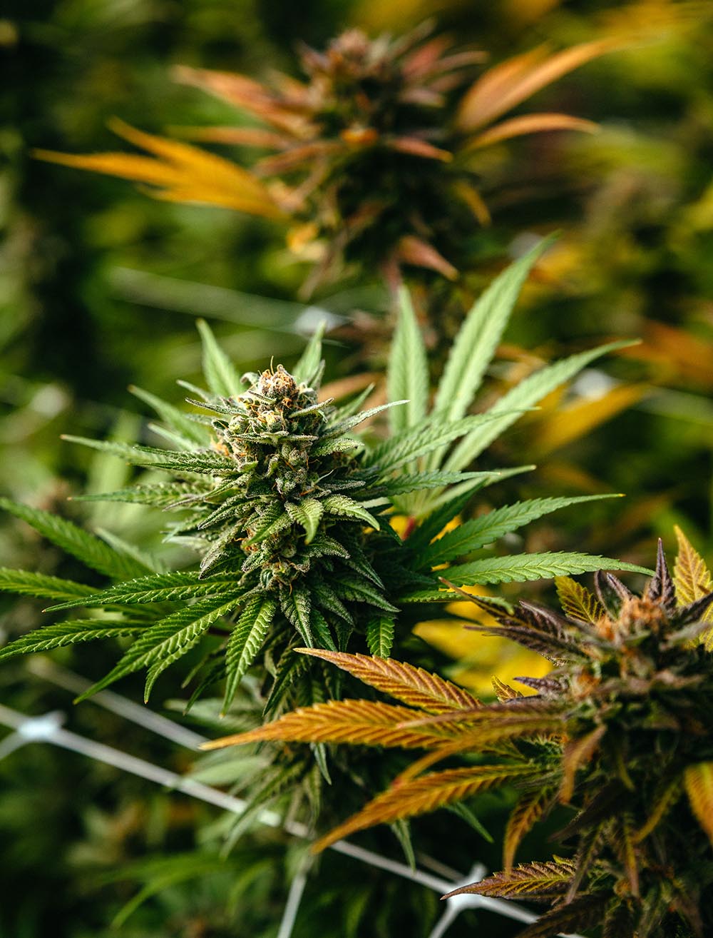 CBD Flower - Lemon Abacus - Image 5
