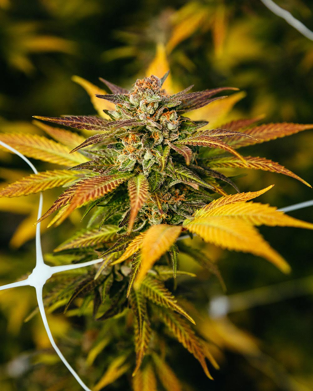CBD Flower - Lemon Abacus - Image 9