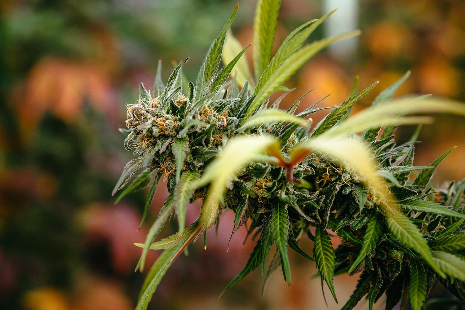 CBD Flower - Lemon Abacus - Image 6