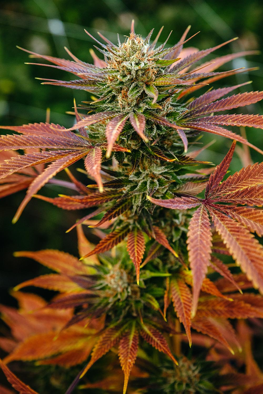 CBD Flower - Lemon Abacus - Image 7