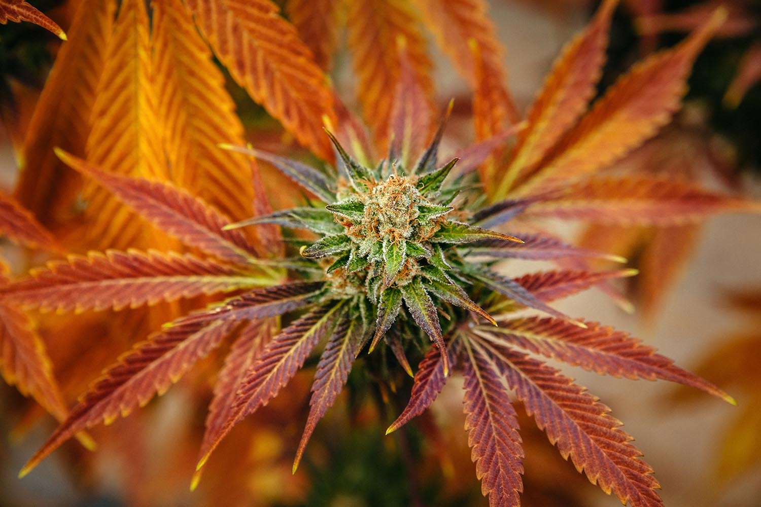 CBD Flower - Lemon Abacus - Image 8